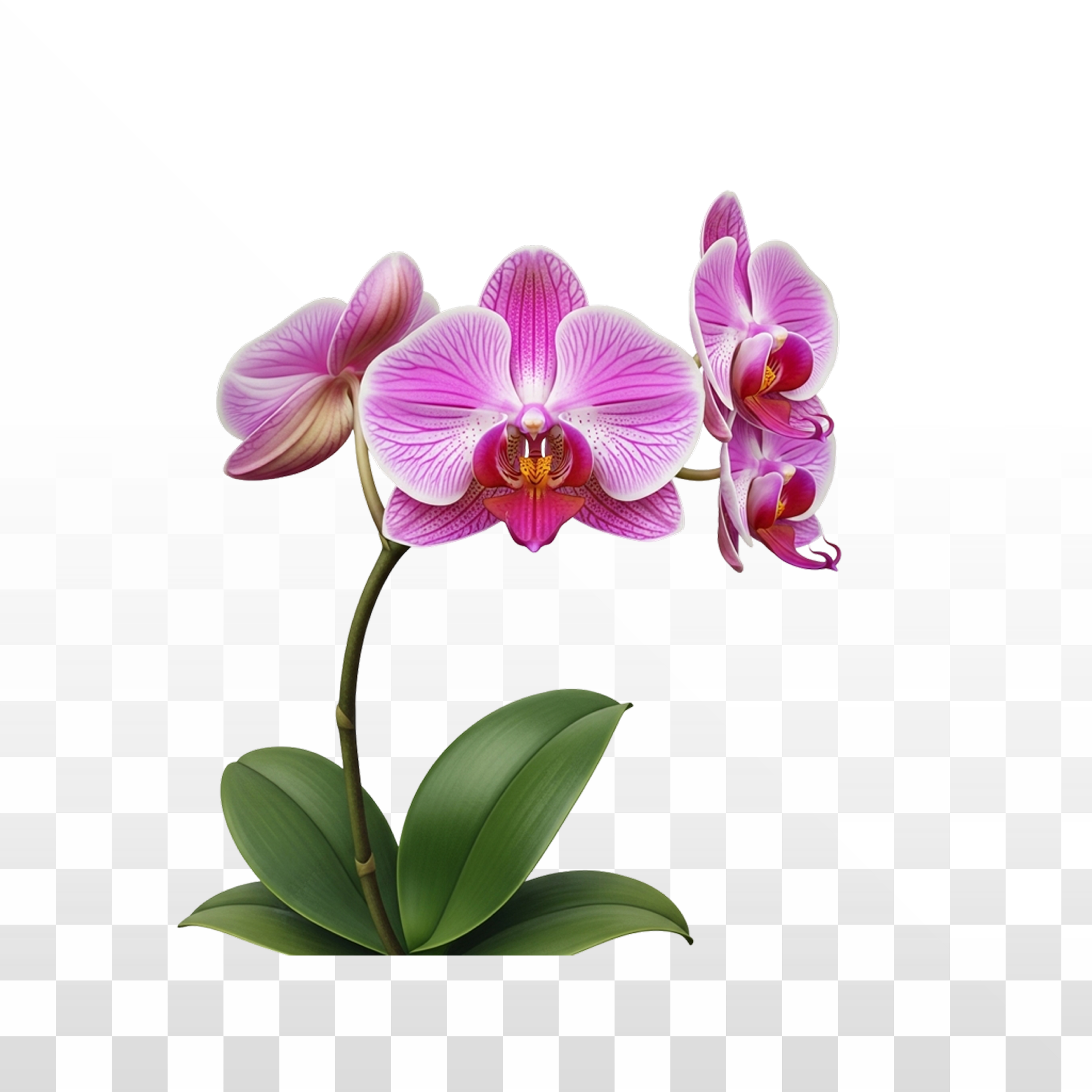 Orchids